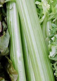 celery