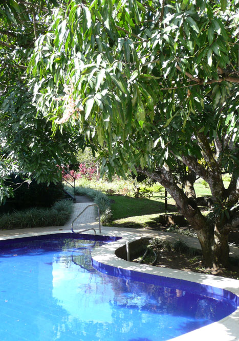Hotel pool and mango tree